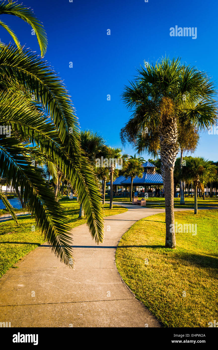 Palm trees along a path in Daytona Beach, Florida Stock Photo Alamy