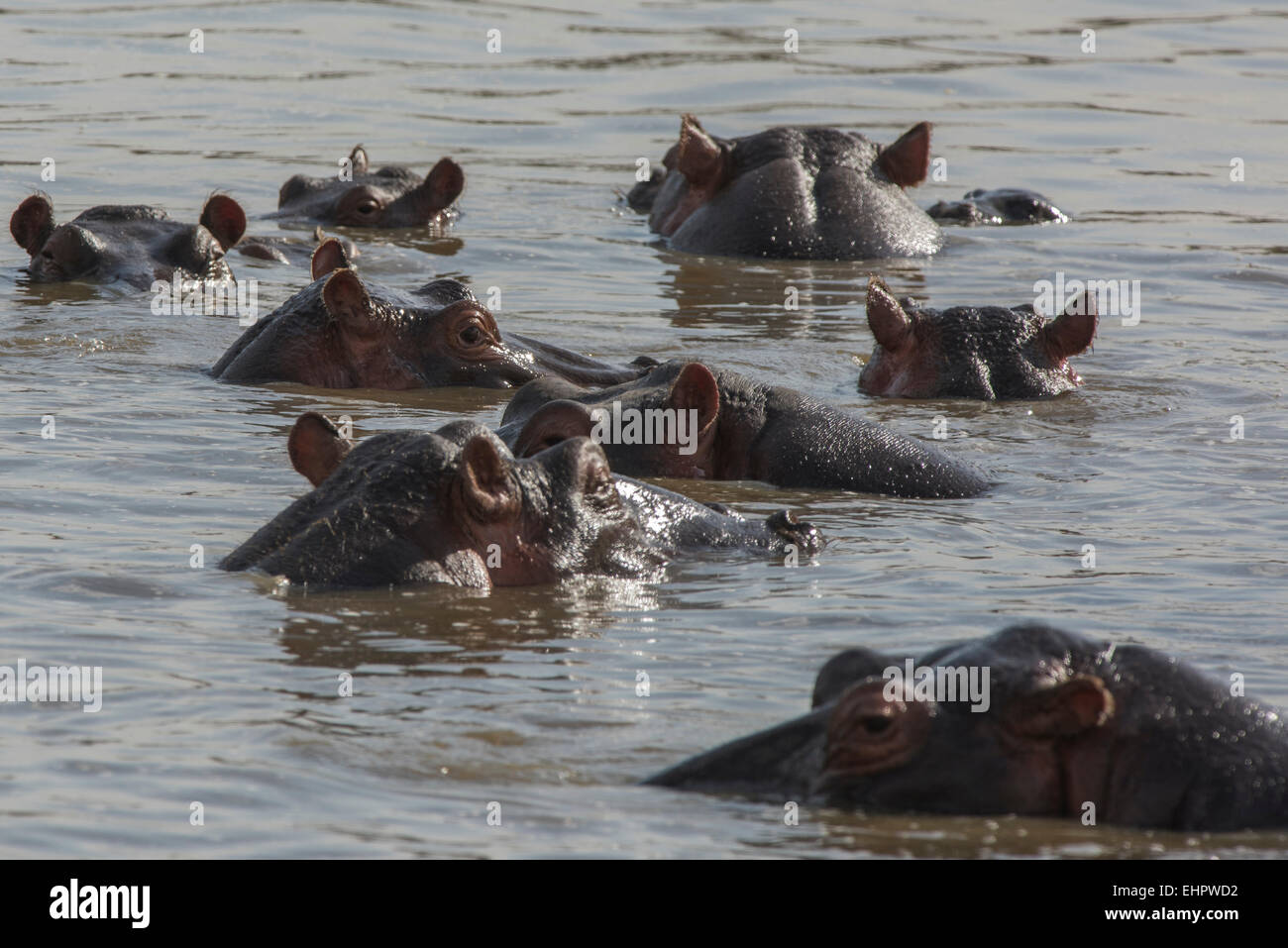 Flusspferd,Nilpferd,ippopotamus amphibius , Hippopotamus Stock Photo