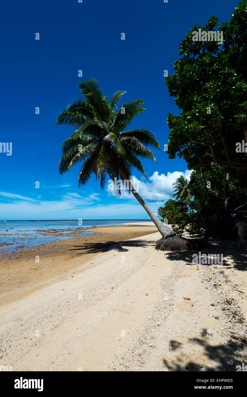 Boy climbing palm tree to retrieve some coconuts Stock Photo - Alamy