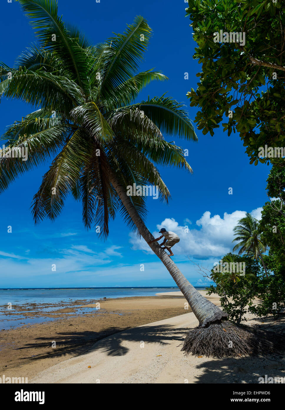 Boy climbing palm tree to retrieve some coconuts Stock Photo - Alamy