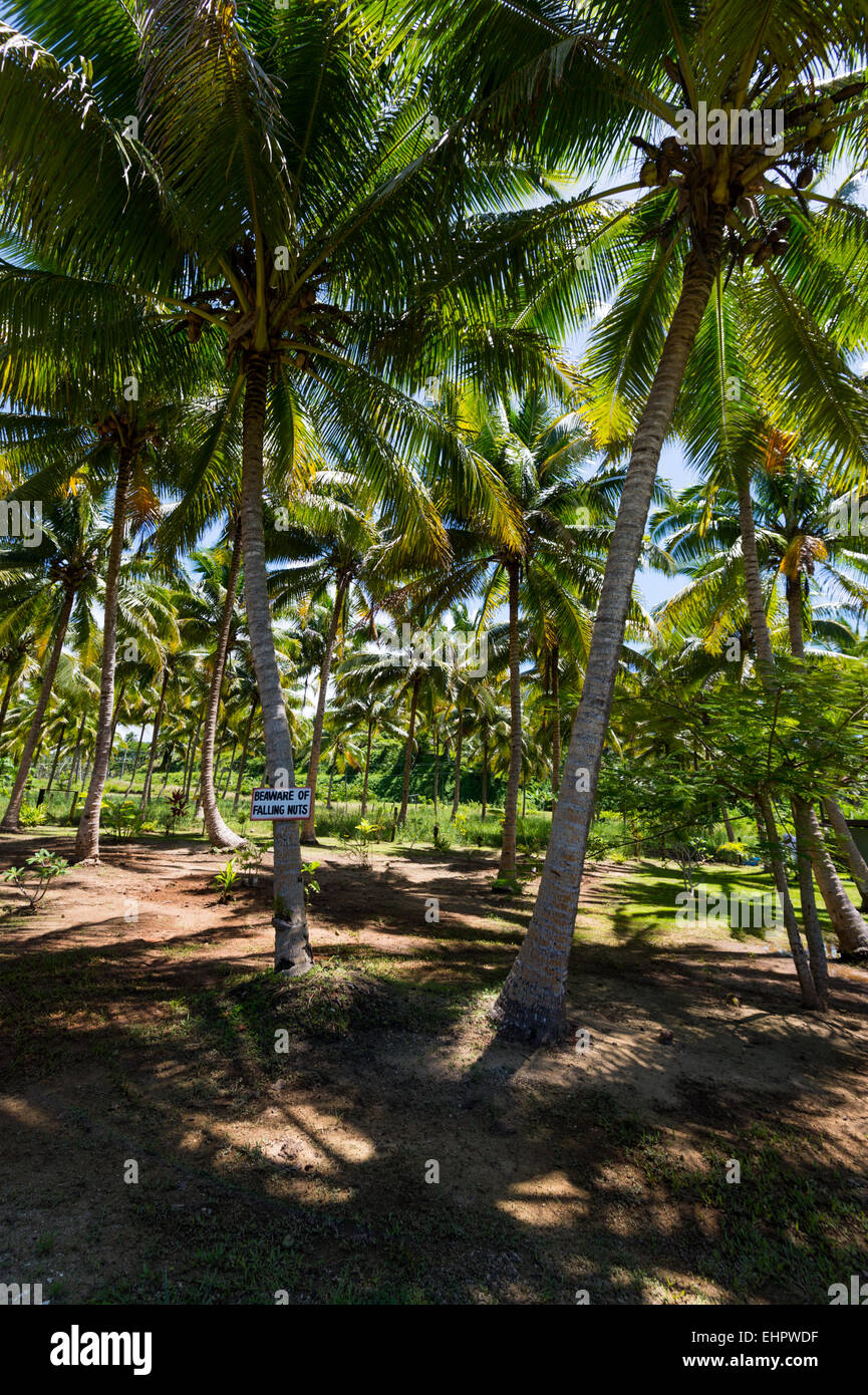 Falling coconuts hires stock photography and images Alamy
