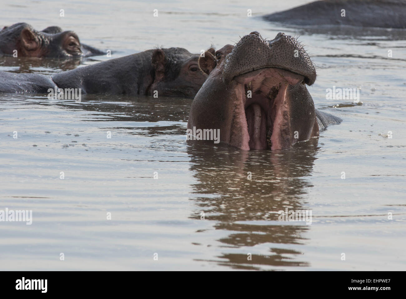 Flusspferd,Nilpferd,ippopotamus amphibius , Hippopotamus Stock Photo