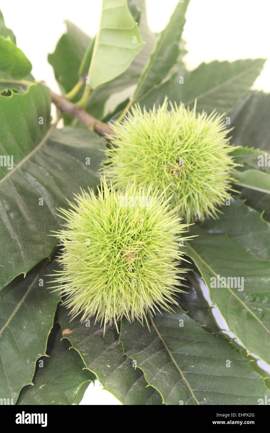 two chestnuts Stock Photo