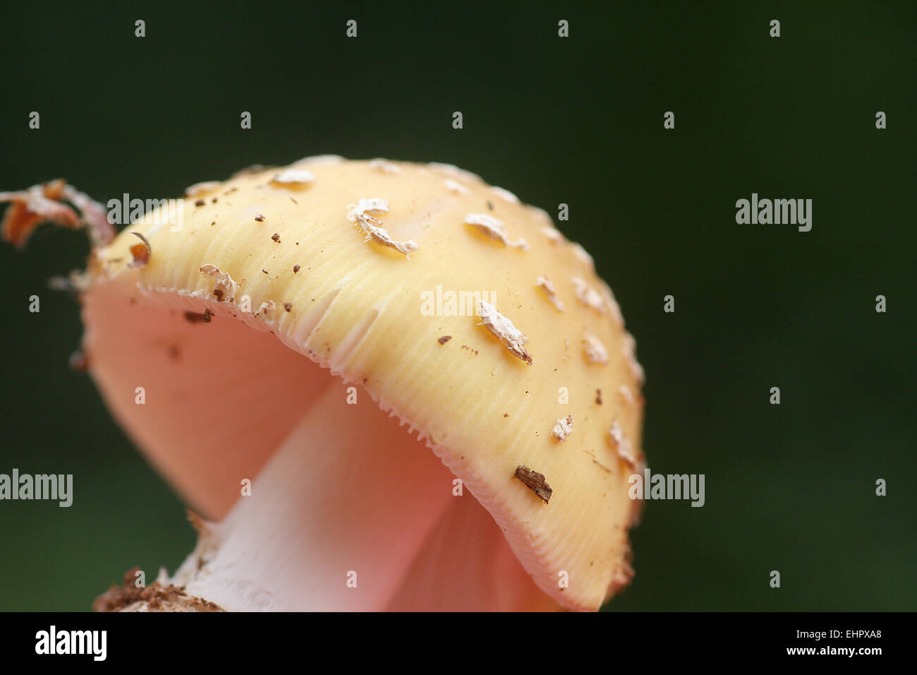Amanita gemmata Stock Photo