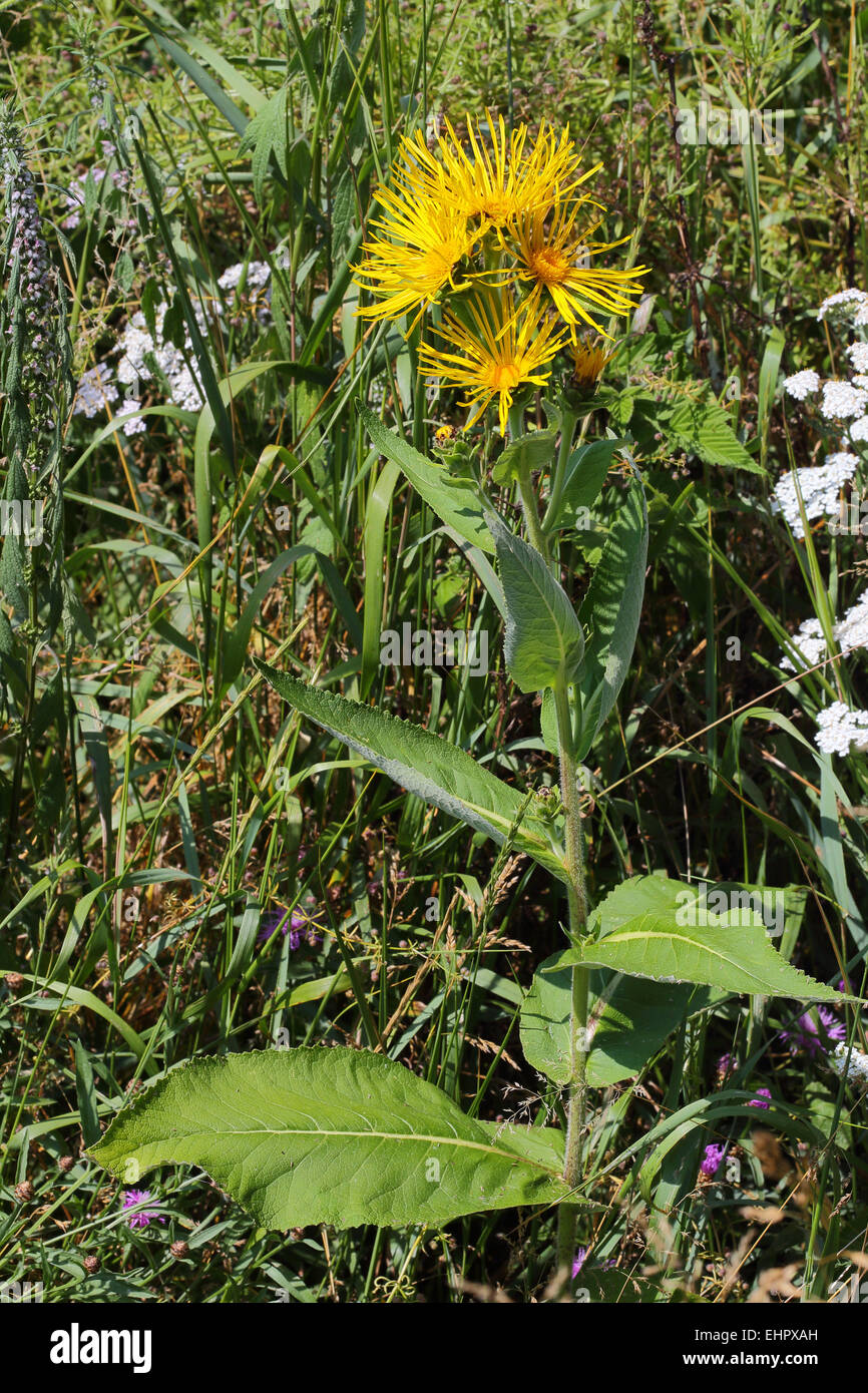 Elecampane, Inula helenium Stock Photo