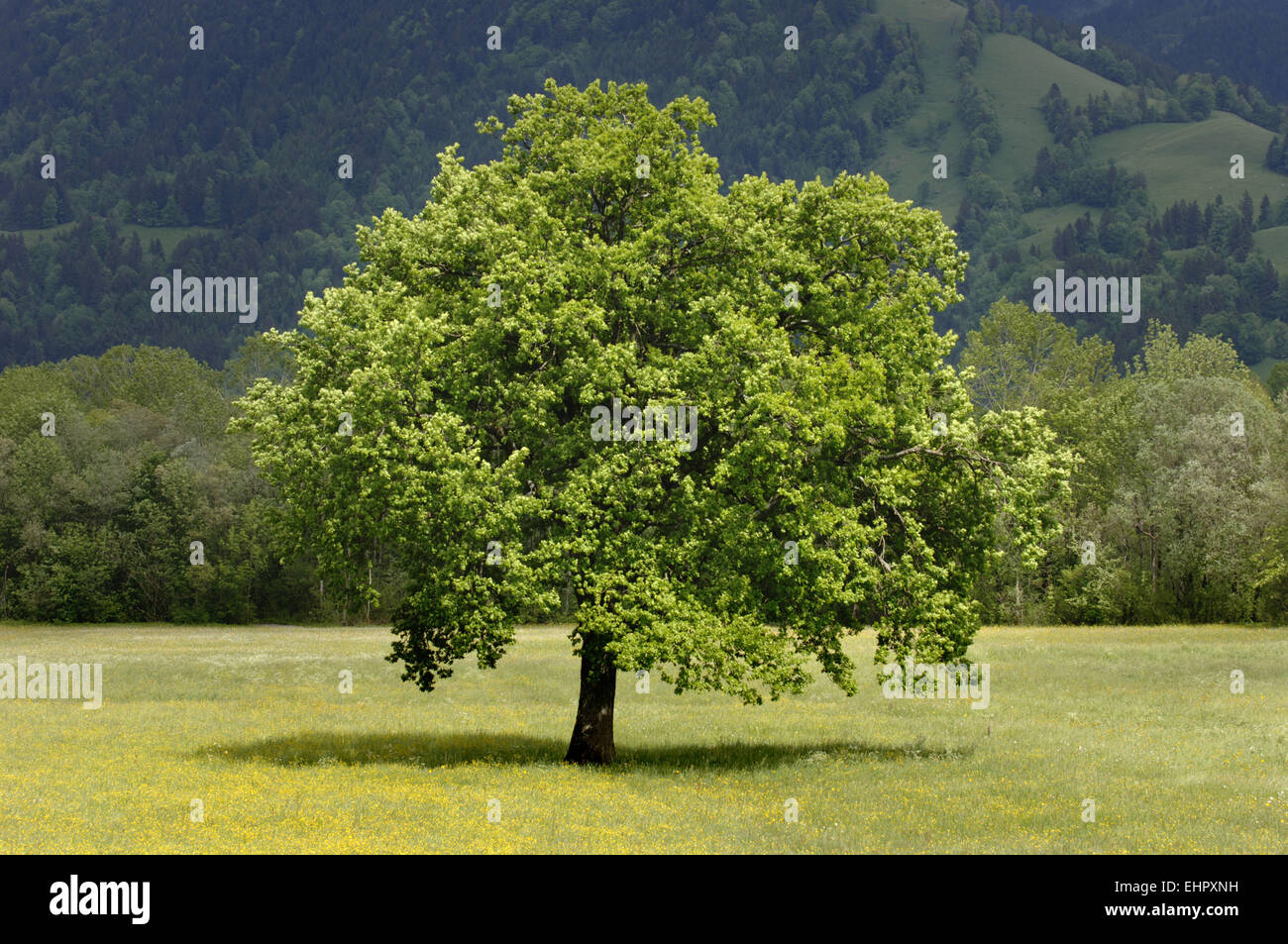 single old big linden tree at spring Stock Photo