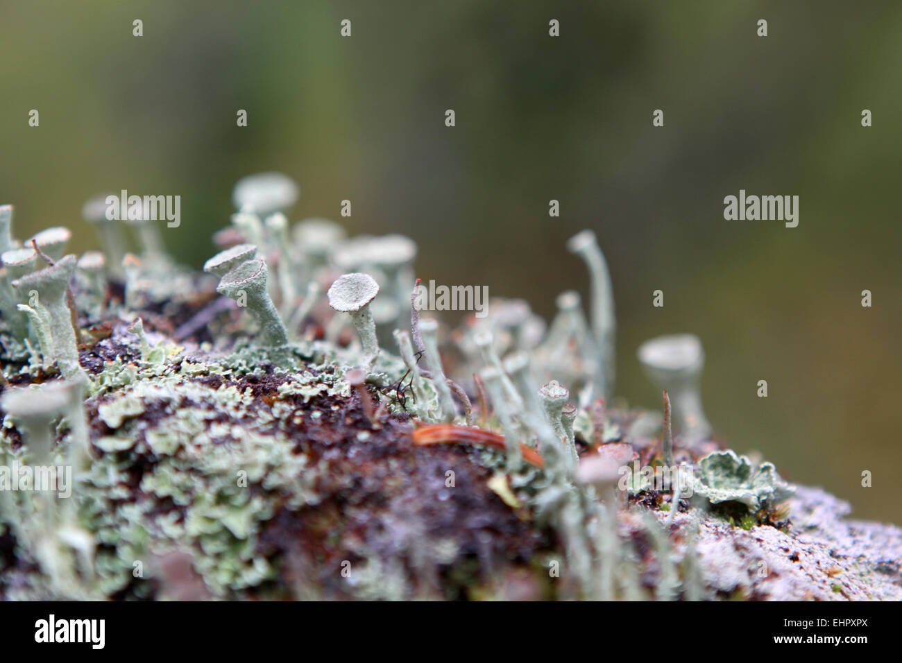 Cladonia Stock Photo - Alamy