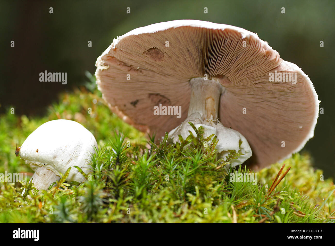 horse mushroom Stock Photo