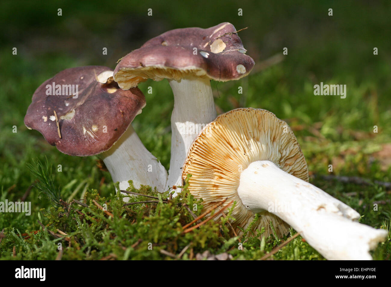 Mushrom Stock Photo