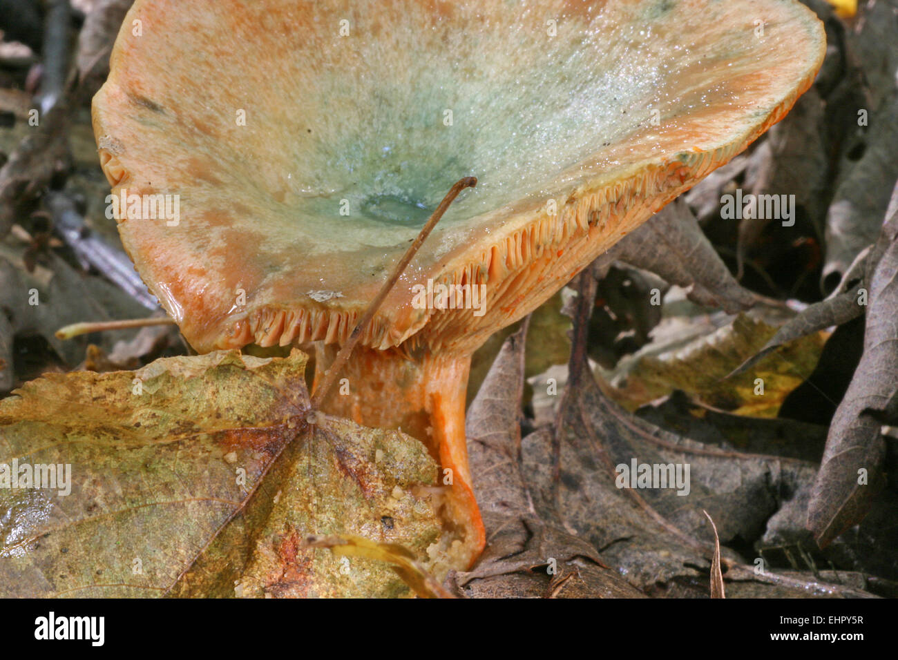 false saffron milkcap Stock Photo - Alamy