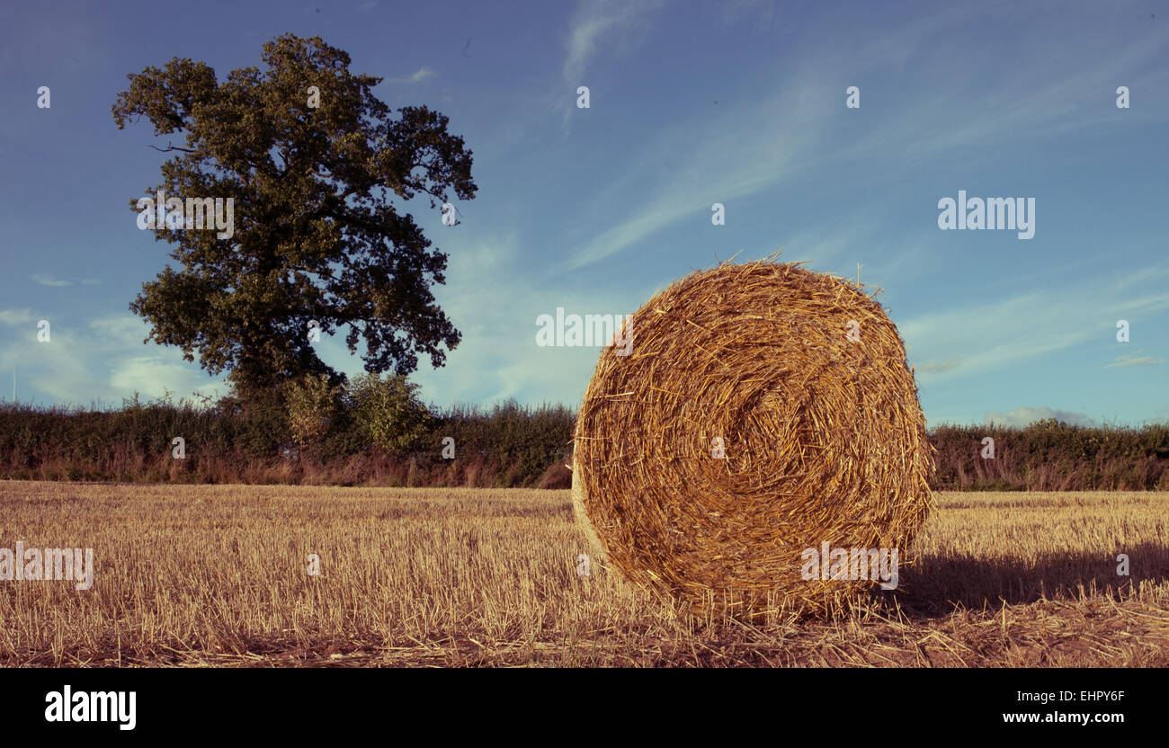 Hay bales on the field after harvest, uk Stock Photo - Alamy