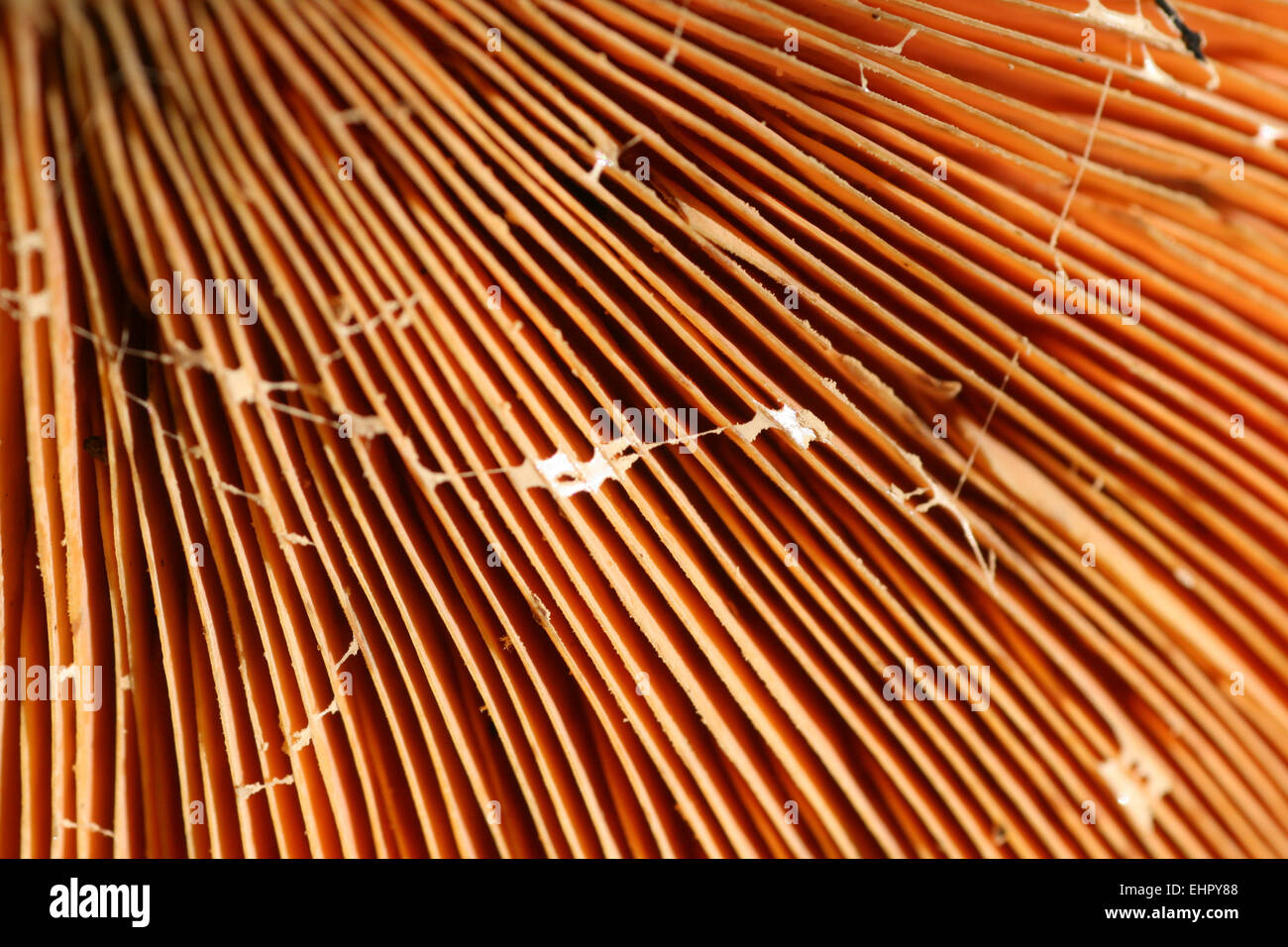 false saffron milkcap Stock Photo - Alamy
