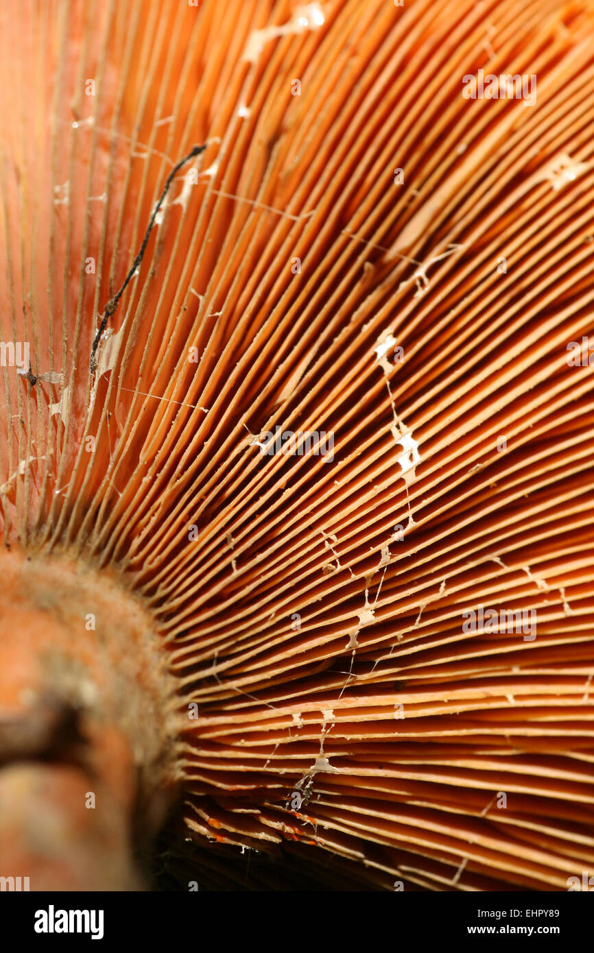 false saffron milkcap Stock Photo - Alamy