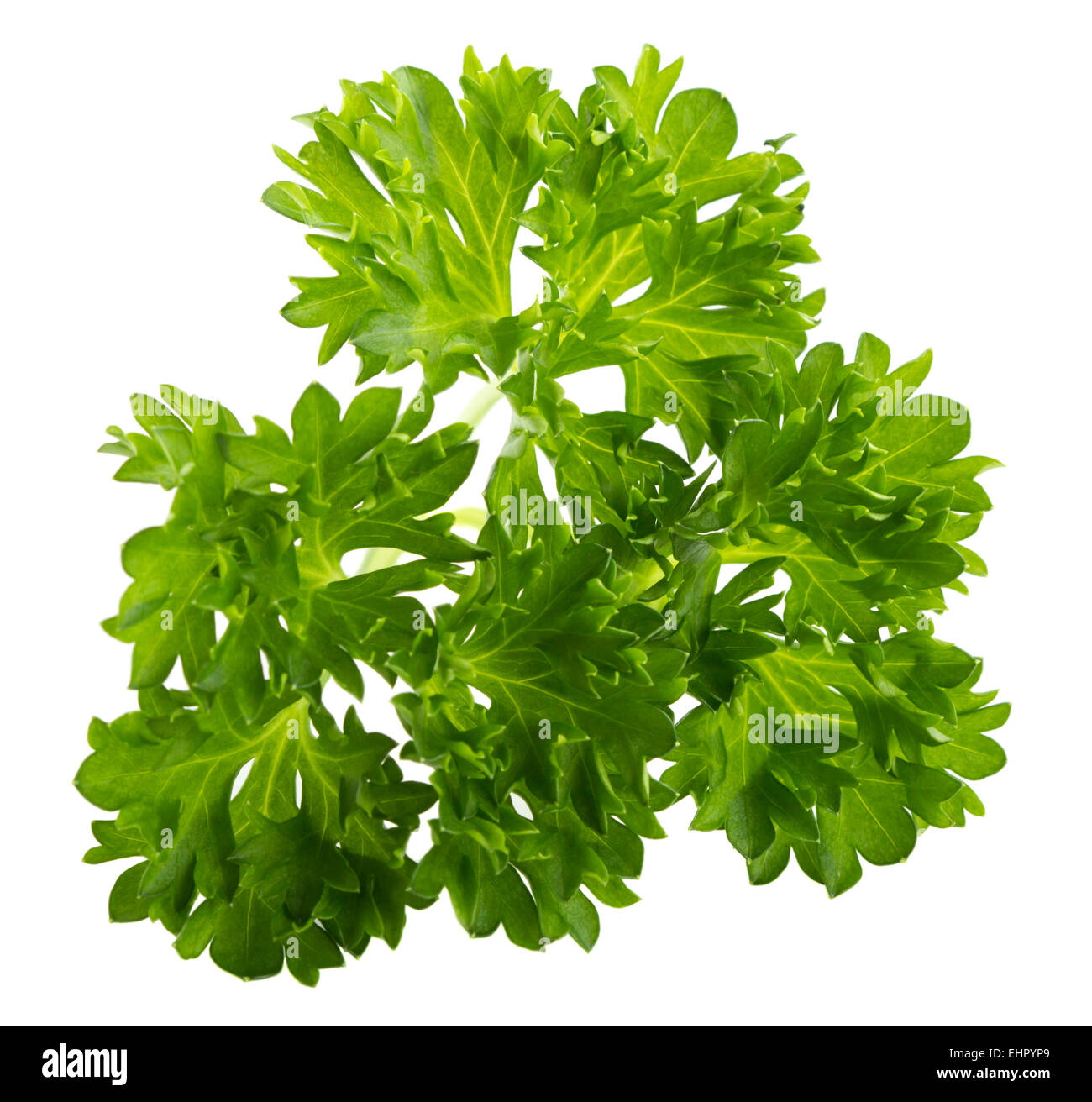 Sprig of parsley isolated on white background Stock Photo