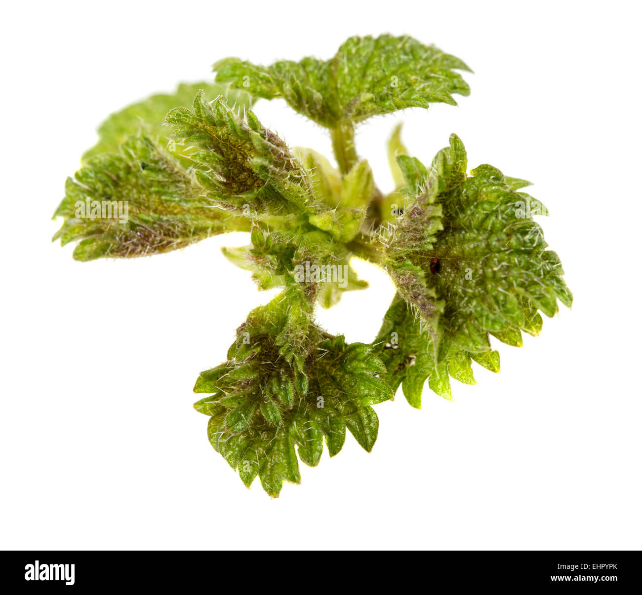 Stinging nettle (Urtica dioica) isolated over white background Stock Photo
