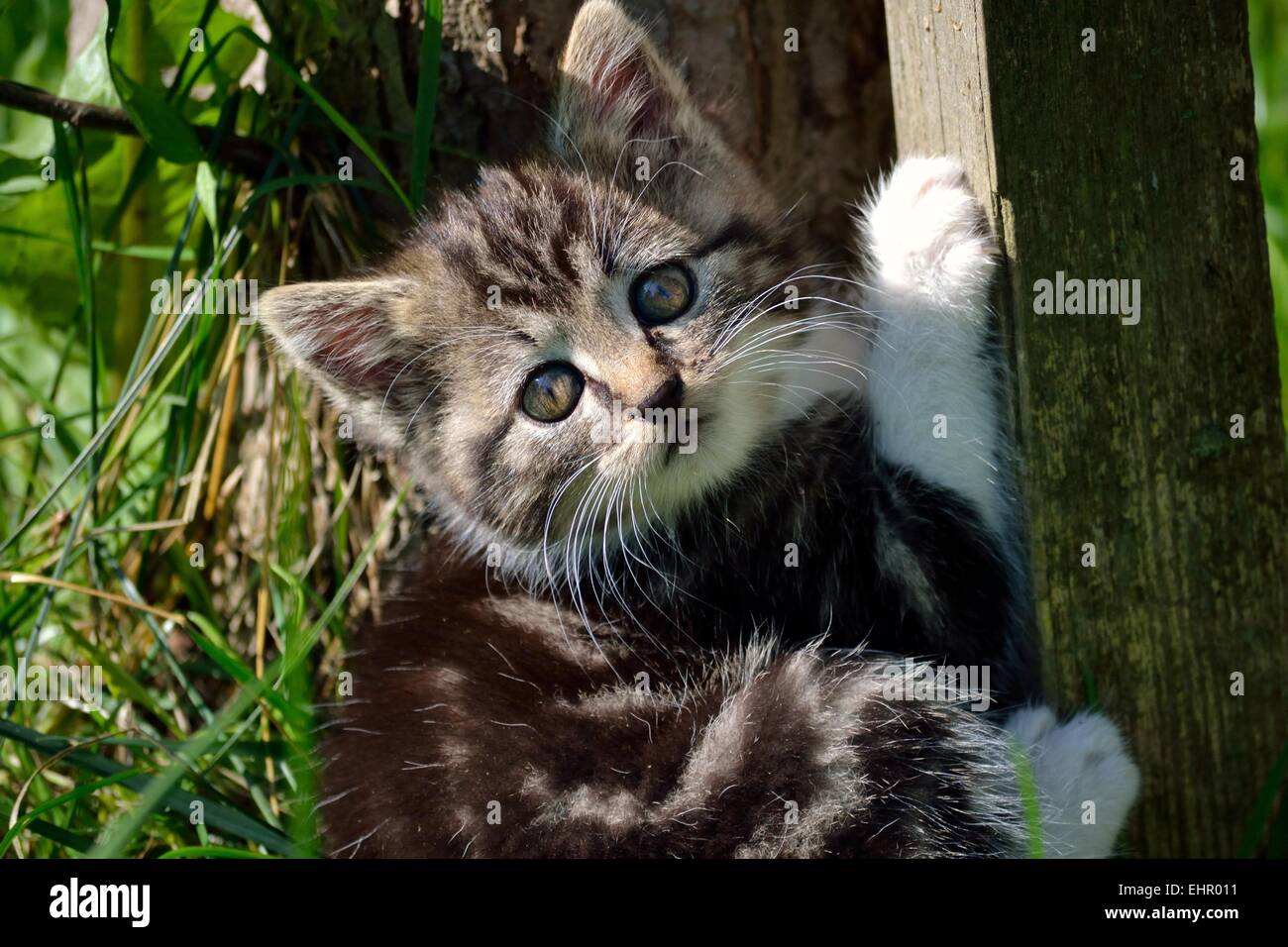 little kitten playing in the garden Stock Photo - Alamy
