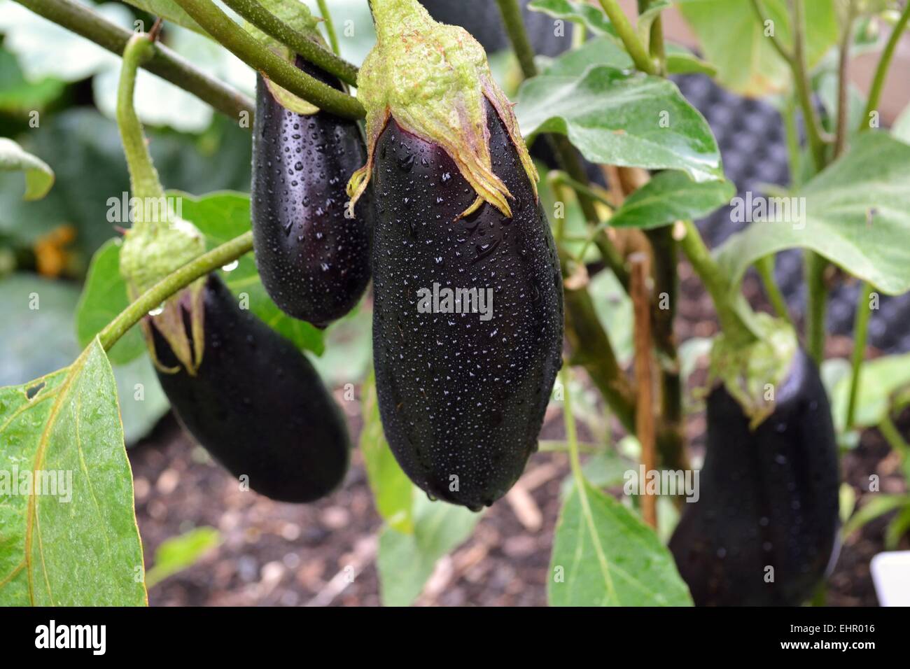 Eggplant in the garden Stock Photo
