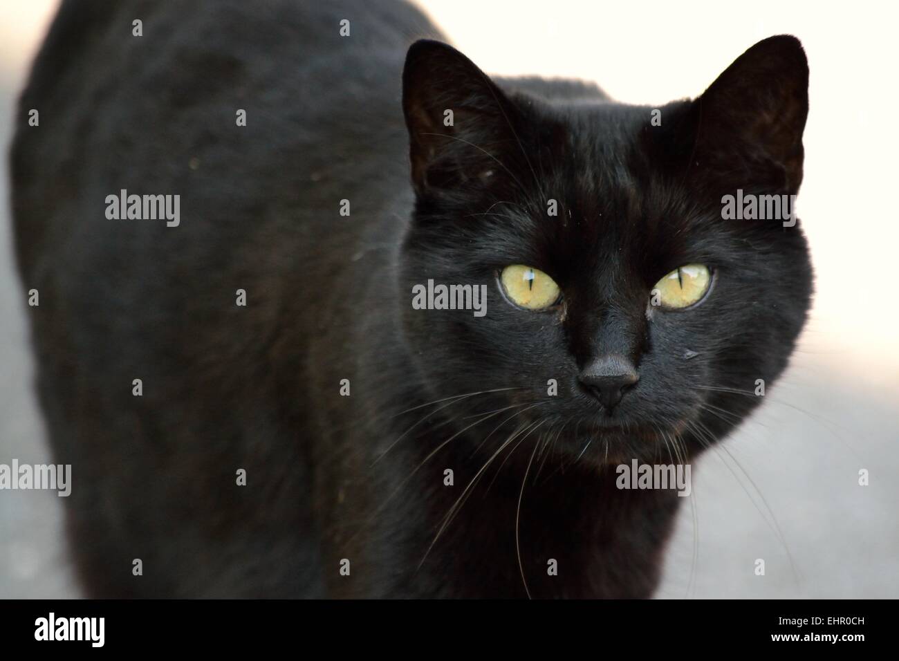 black cat - portrait Stock Photo