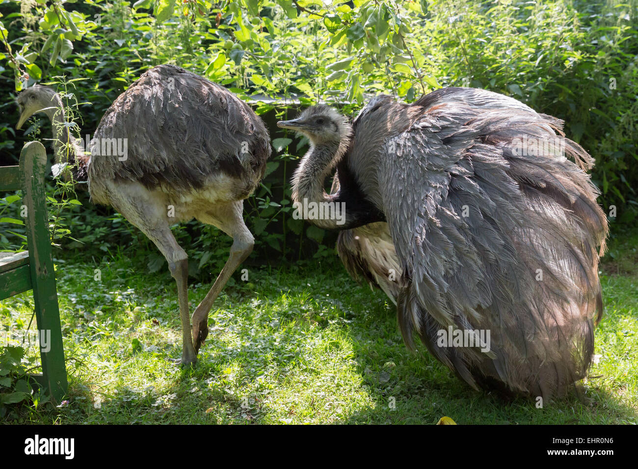 Two rheas on a farm Stock Photo
