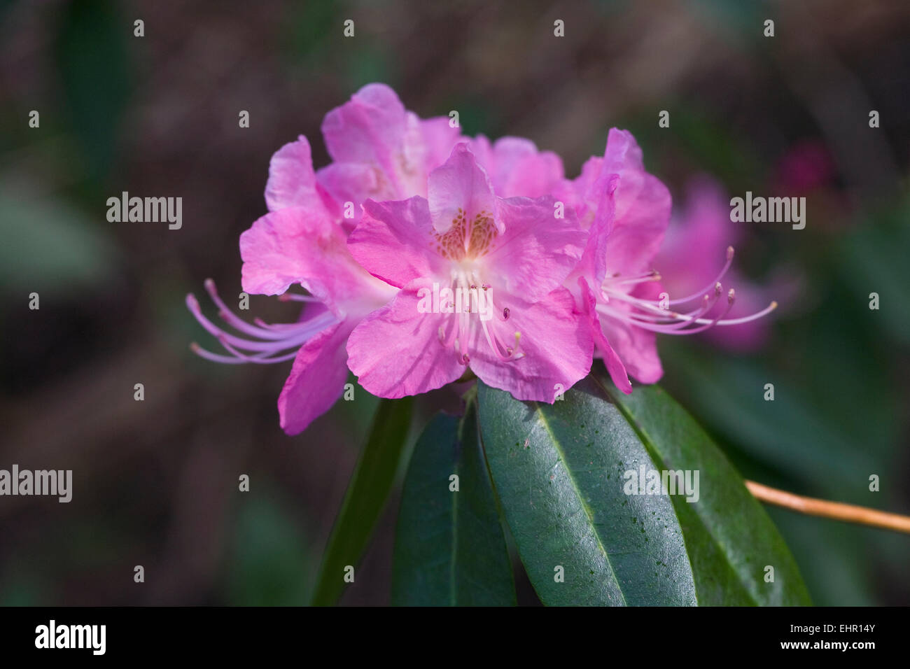 Rhododendron 'Airy Fairy' flowers. Stock Photo