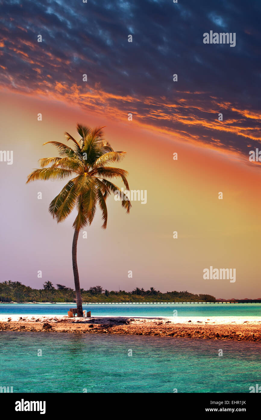 Palm tree in tropical sunset hi-res stock photography and images - Alamy