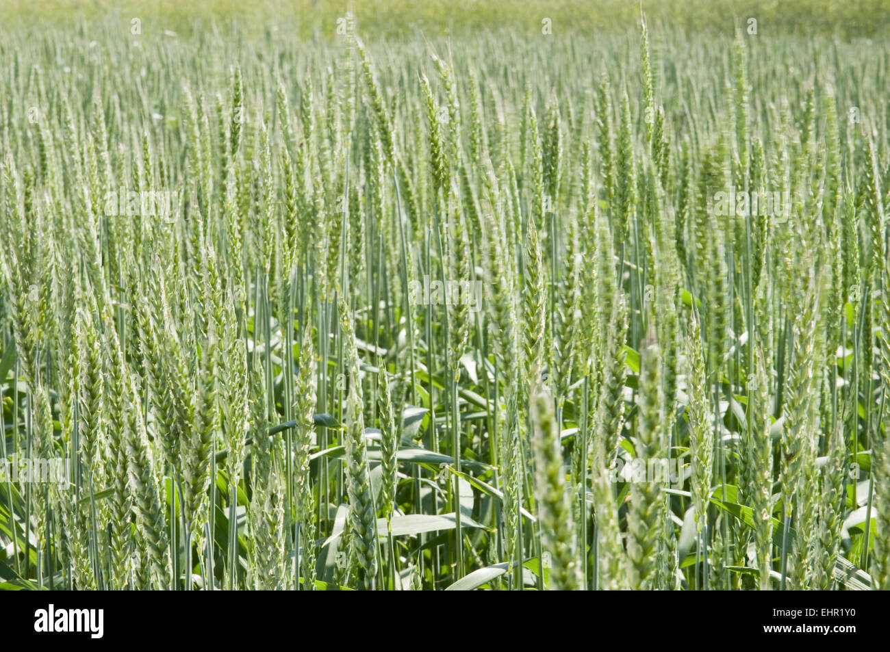 green wheat field Stock Photo - Alamy