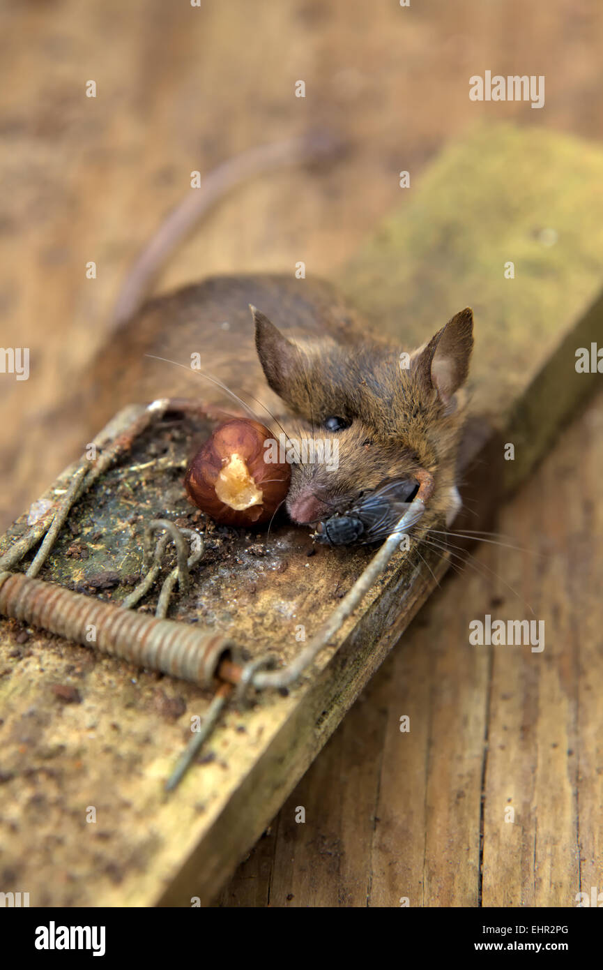 Recently killed Wood Mouse - Apodemus sylvaticus is quickly located by a house fly Musca domestica Stock Photo