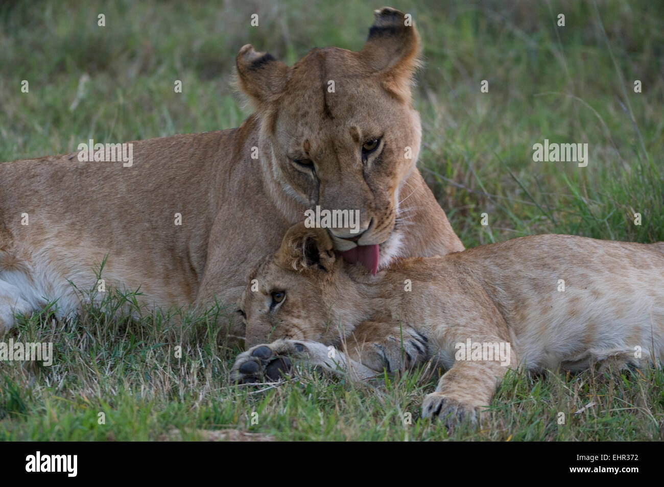 Panthera leo,Lion,Loewe,female with cub Stock Photo - Alamy