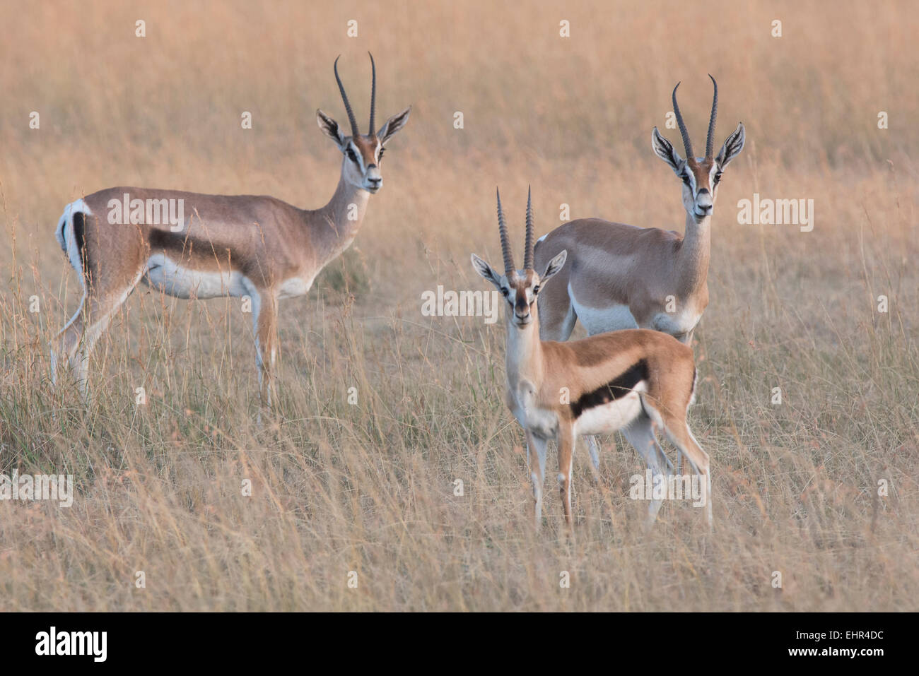 Thomsons gazelle male and female hi-res stock photography and images ...