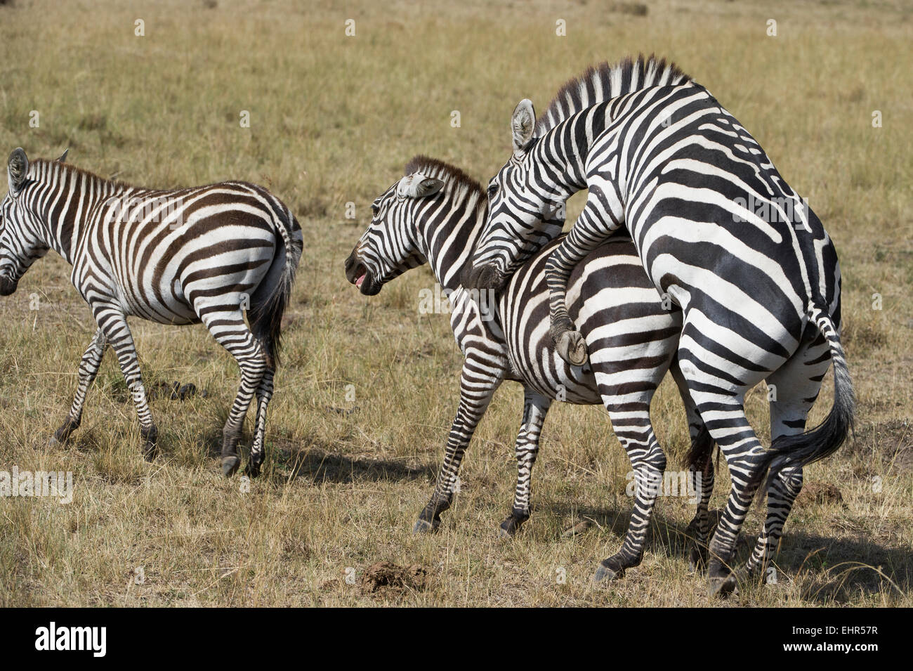 Zebra, honeymoon,Equus     Fotodienst Schreyer 0049 172 162 5407 www.sportfoto-schreyer.jimdo.com Afrika,Kenia, Massai Mara 2015 Stock Photo