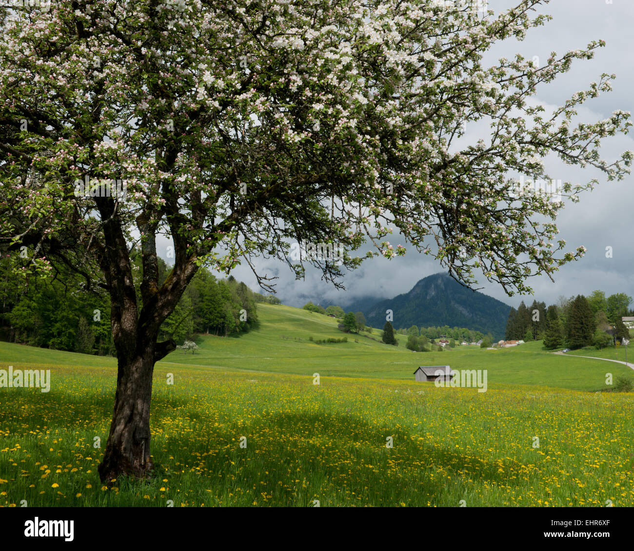 Reitererplateau im Frühling, Ausseerland, Salzkammergut, Styria, Austria Stock Photo