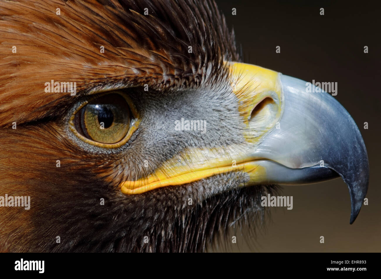 A closeup of a Golden Eagle in Scotland, The largest Bird of Prey in the UK Stock Photo Alamy