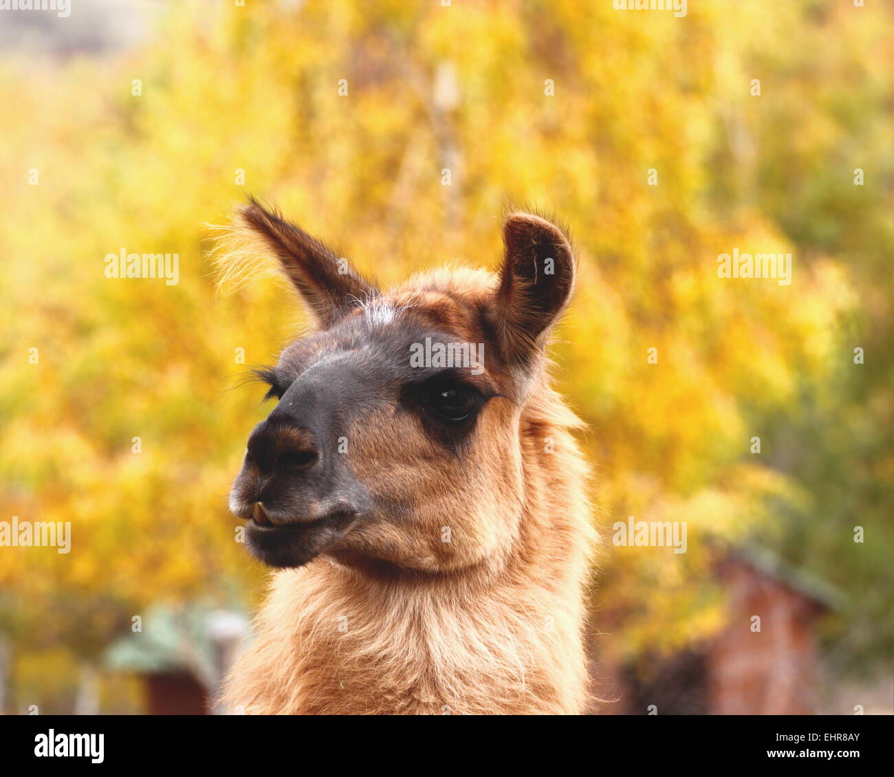 cute portrait of brown spitting llama over autumn forest background Stock Photo