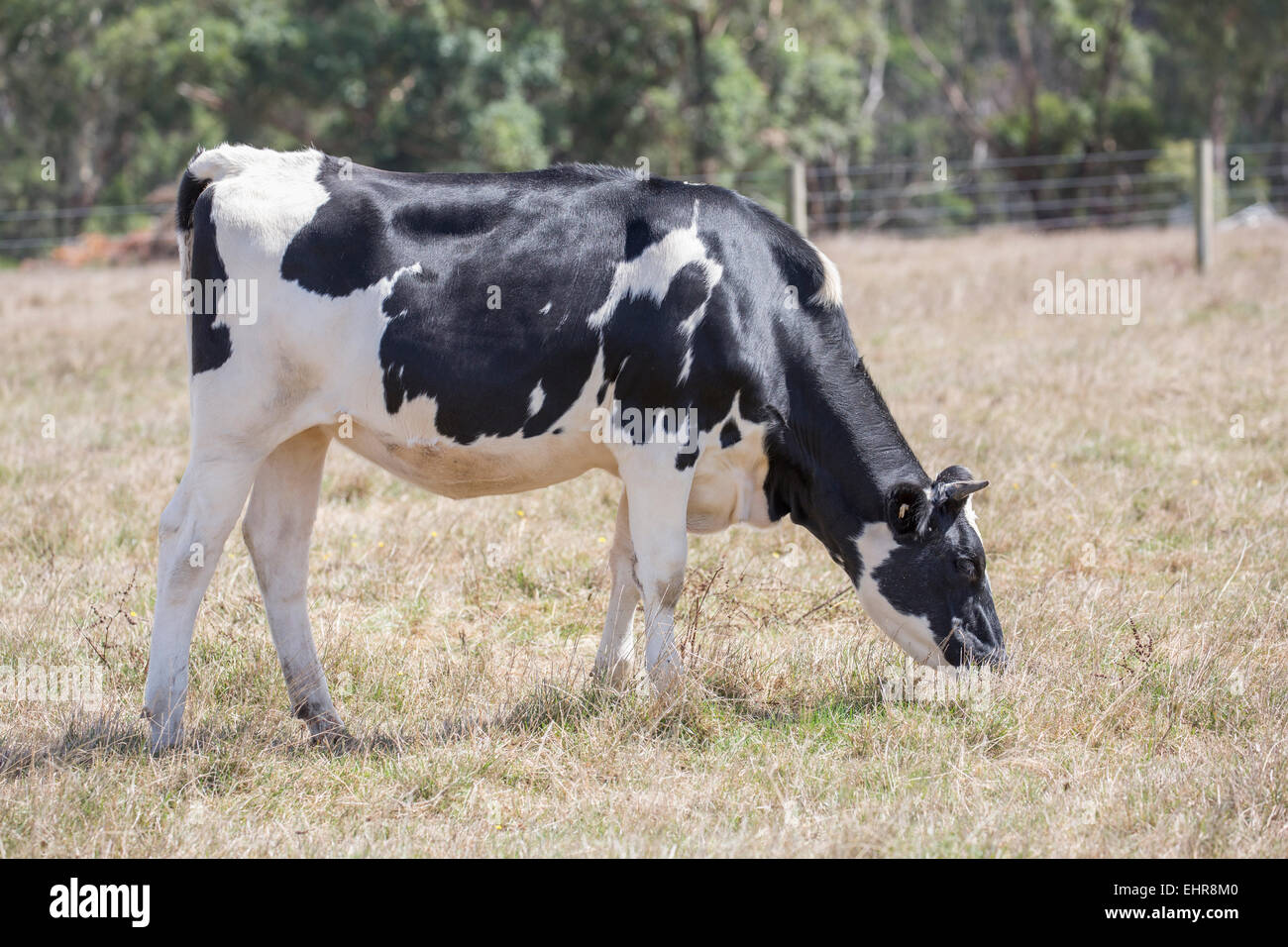 grazing cow Stock Photo