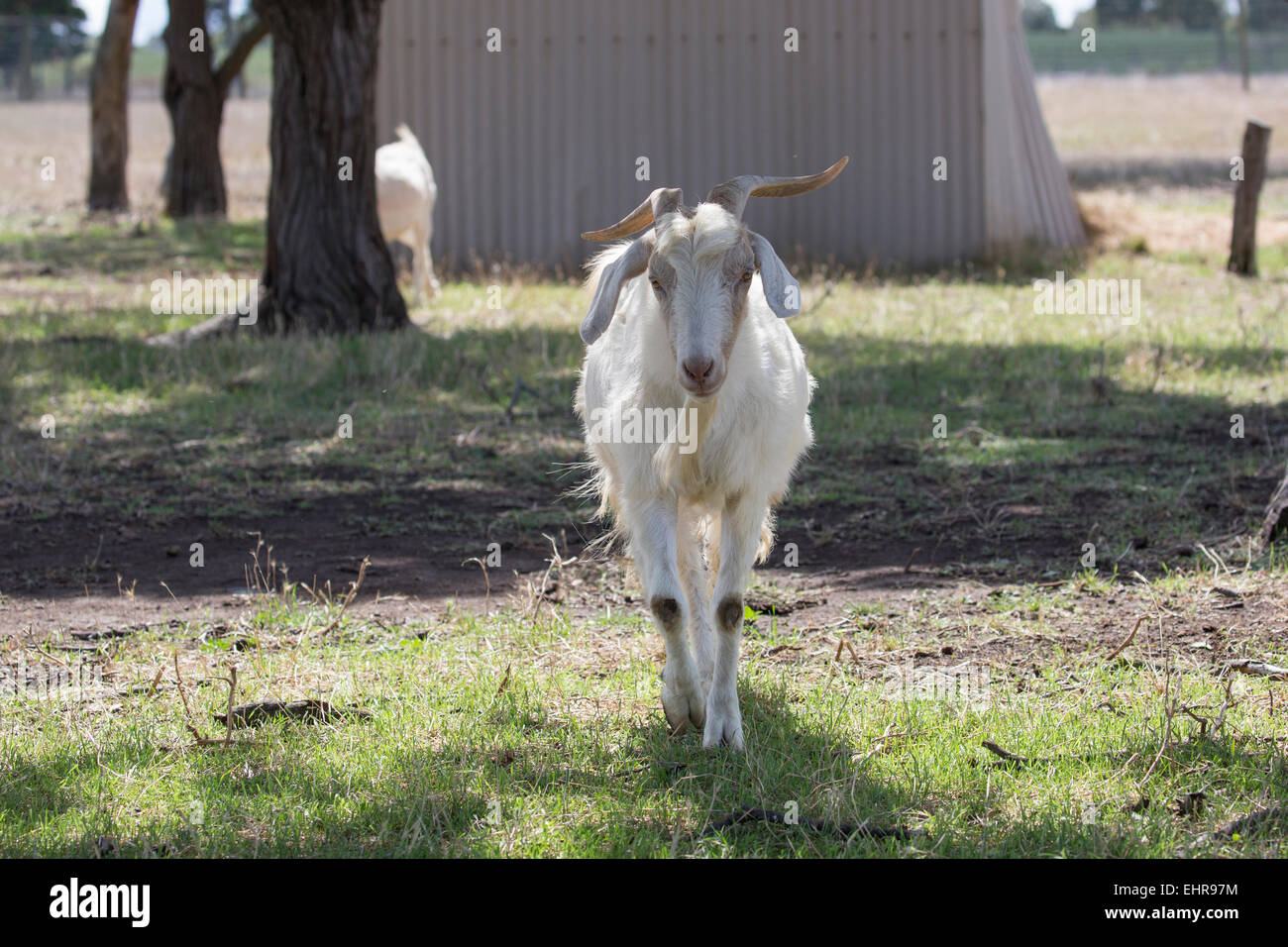 Goat Stock Photo