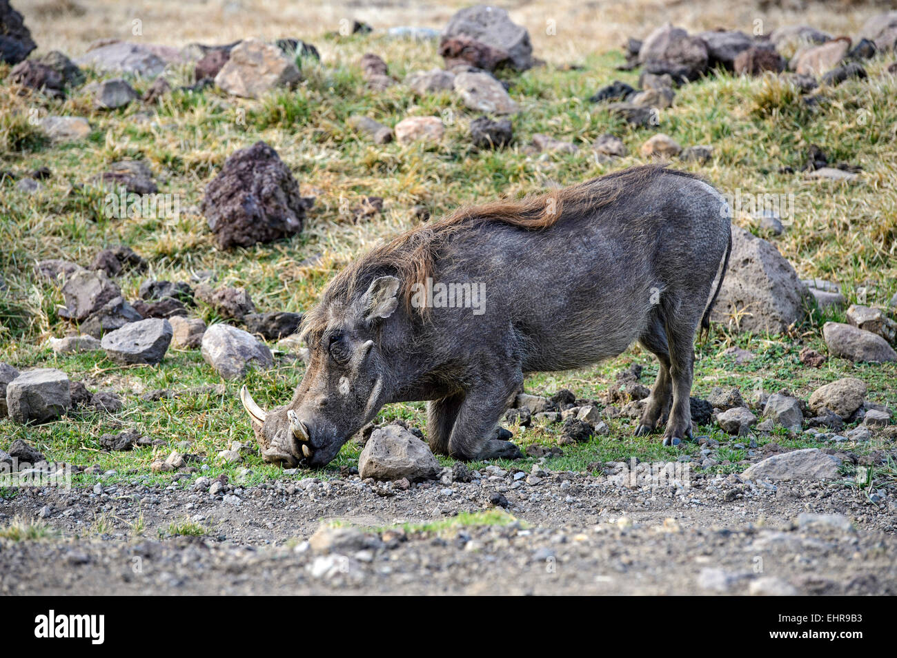 Warthog (Phacochoerus africanus), Bale Region, Oromia or Oromiya Region, Ethiopia Stock Photo
