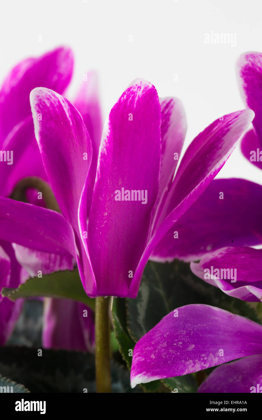 Cyclamen persicum pot plant blooms on a white background with white edged deep pink reflexed petals Stock Photo
