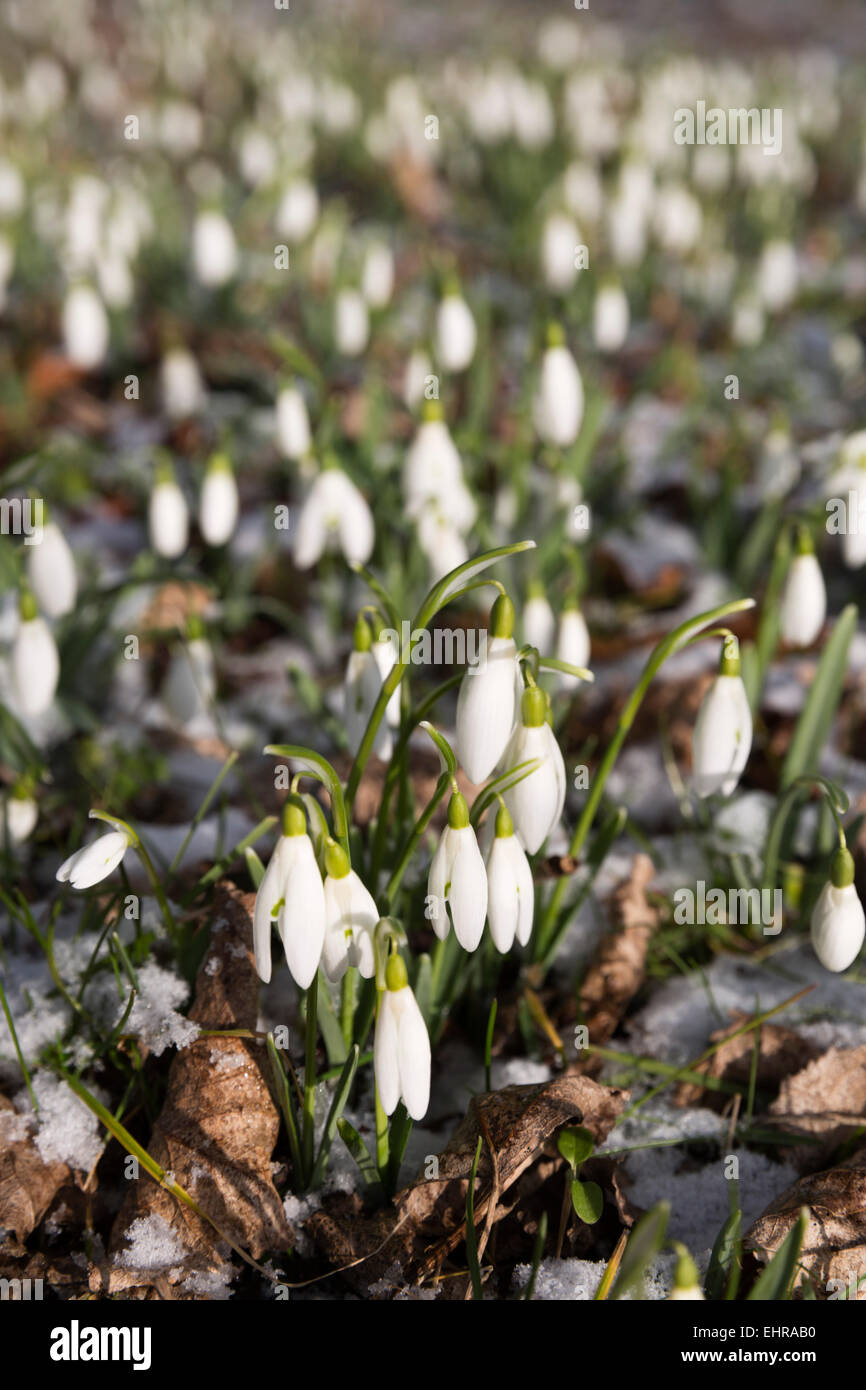 Snowdrops, Cotswolds, Gloucestershire, England, United Kingdom, Europe Stock Photo