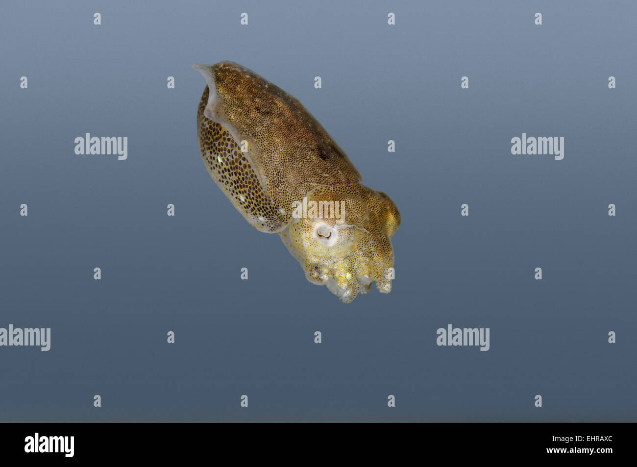 Sepia officinalis common cuttlefish hi-res stock photography and