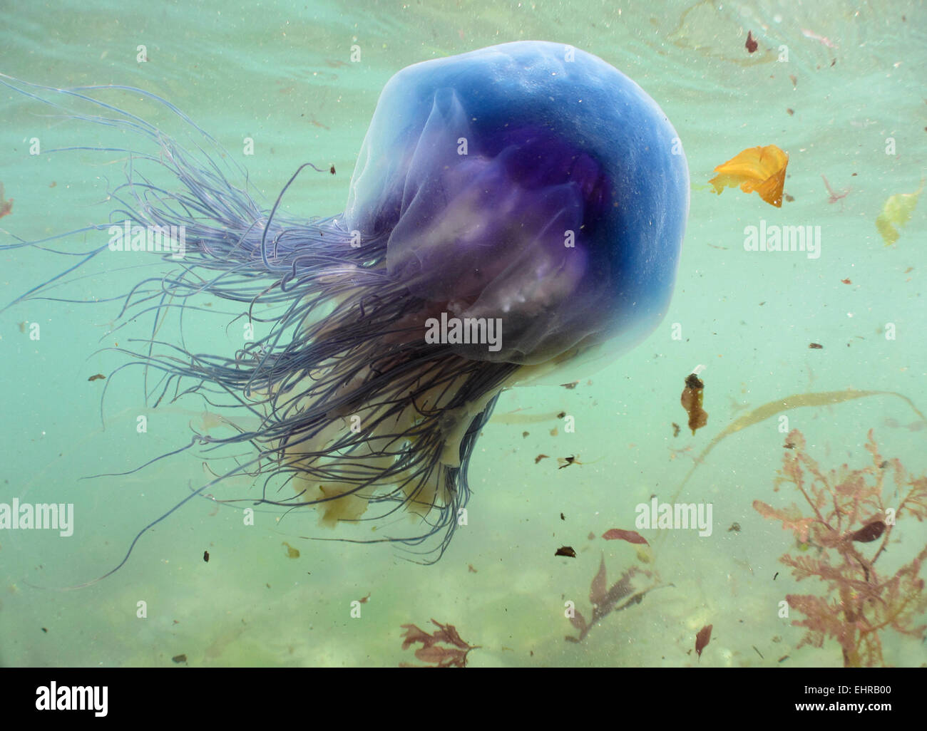Blue Jellyfish - Cyanea lamarckii Stock Photo