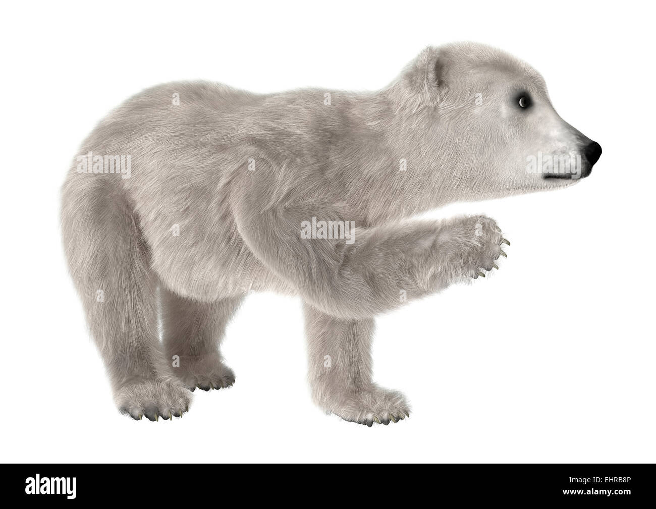 3d digital render of a cute baby polar bear isolated on white stock