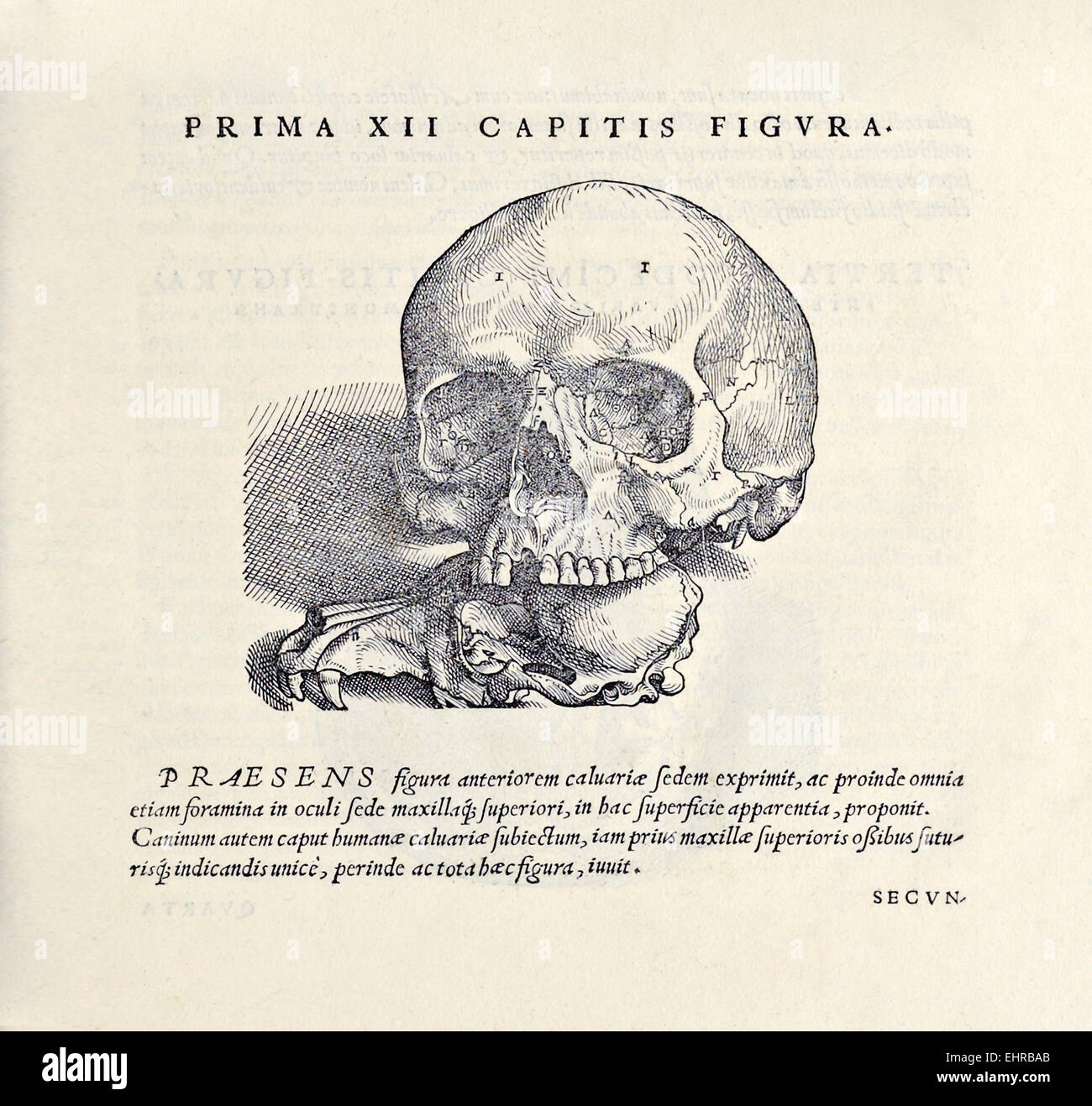 Foramina in the bones of the head and upper jaw from 'De humani corporis fabrica libri septem' by Andreas Vesalius (1514-1564) published in 1543. See description for more infor Stock Photo