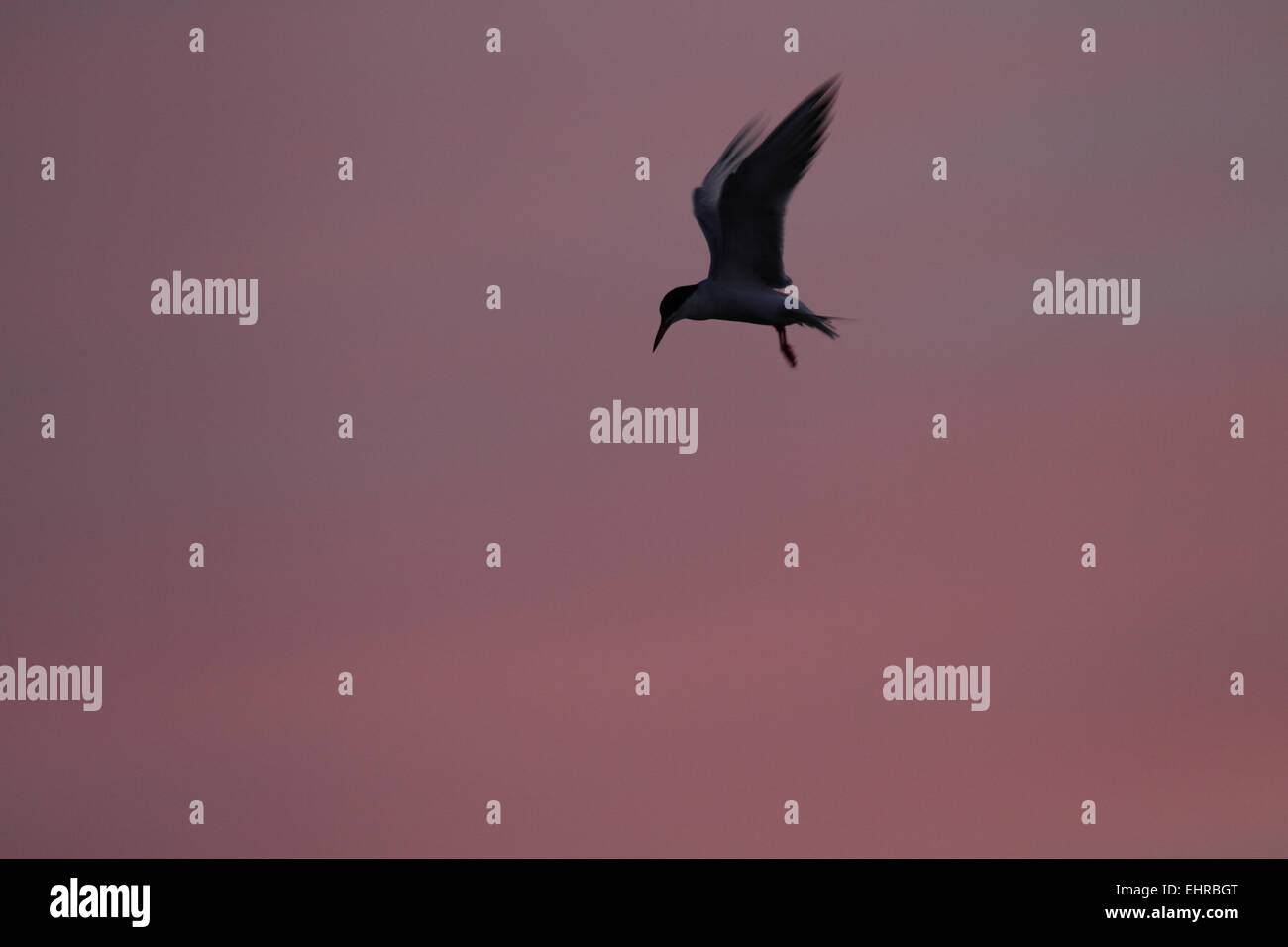 Forster's Tern, Sterna forsteri, at dusk (color natural Stock Photo Alamy