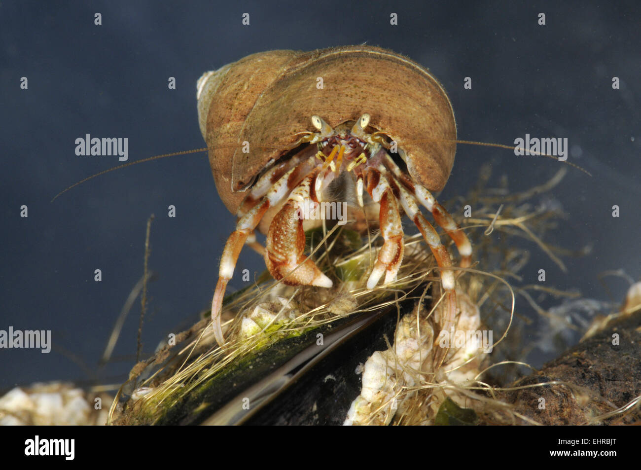 Common Hermit Crab - Pagurus bernhardus Stock Photo - Alamy