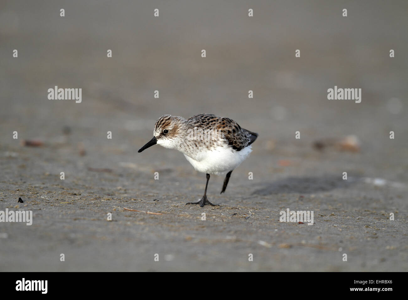 Semipalmated Sandpiper, Calidris pusilla, feeding Stock Photo