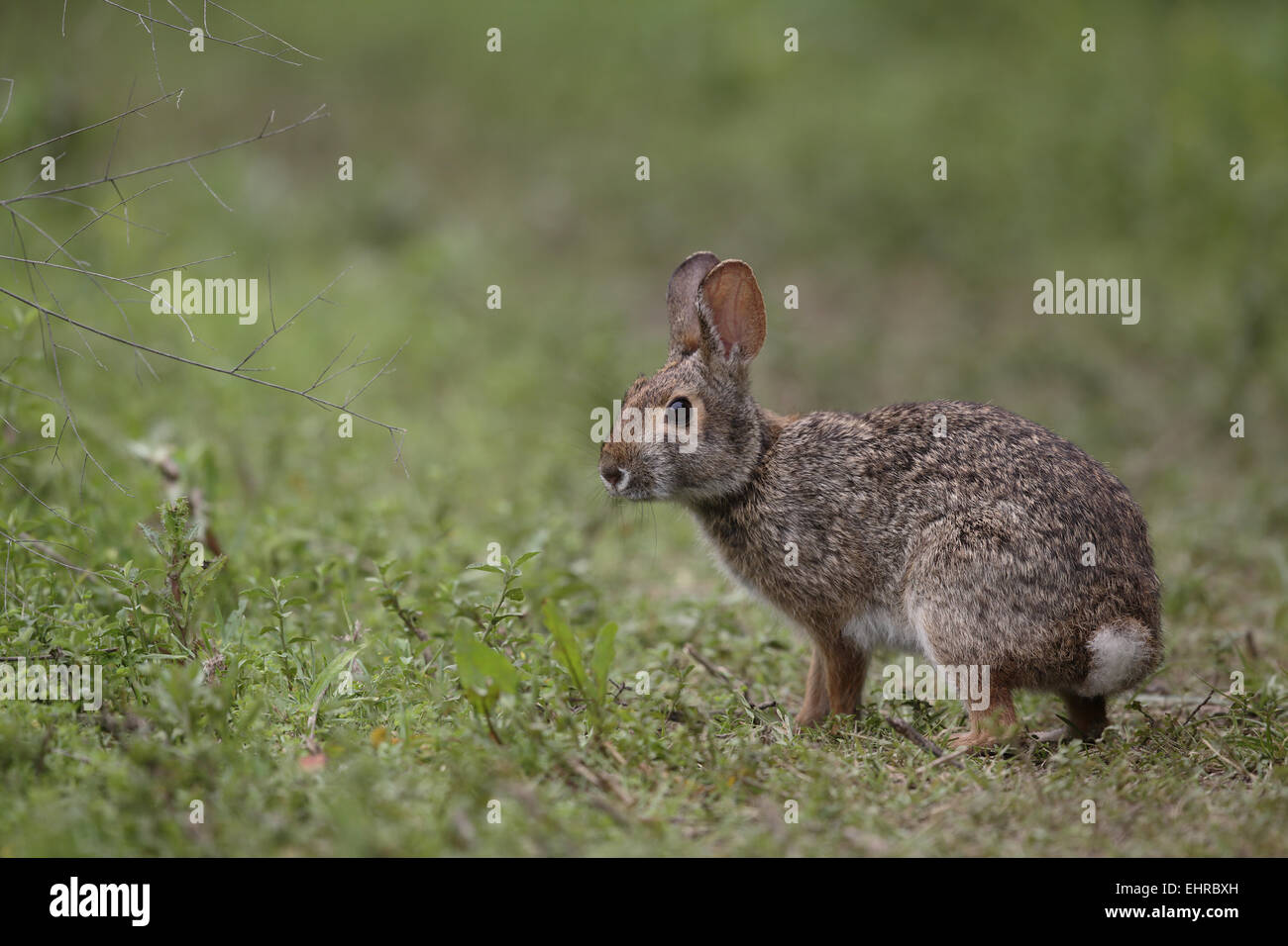 Swamp Rabbit, Sylvilagus aquaticus Stock Photo