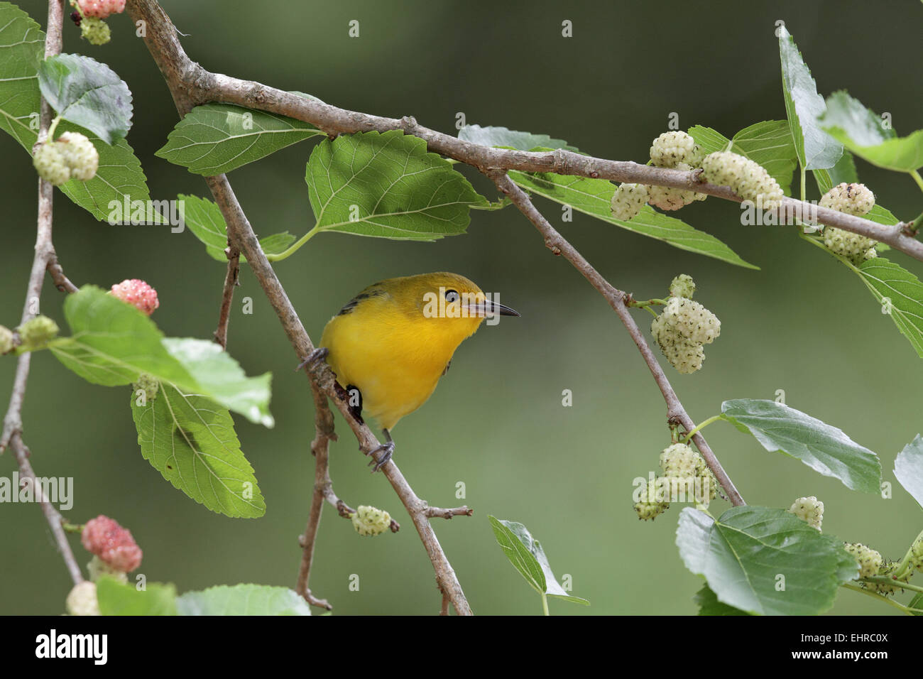 Prothonotary Warbler, Protonotaria citrea, female feeding in Mulberry tree Stock Photo