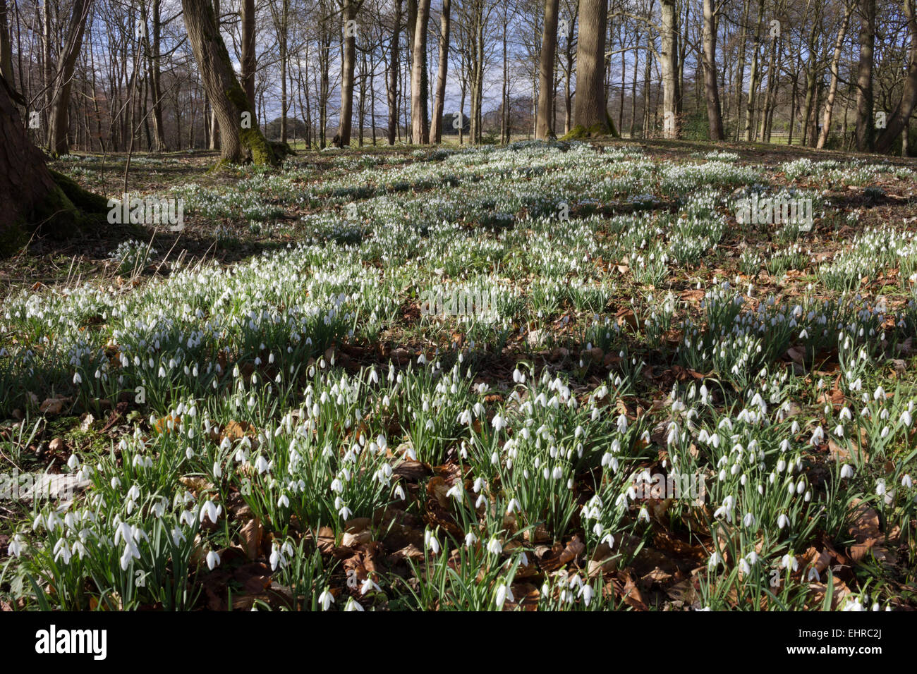 Snowdrops, Cotswolds, Gloucestershire, England, United Kingdom, Europe Stock Photo