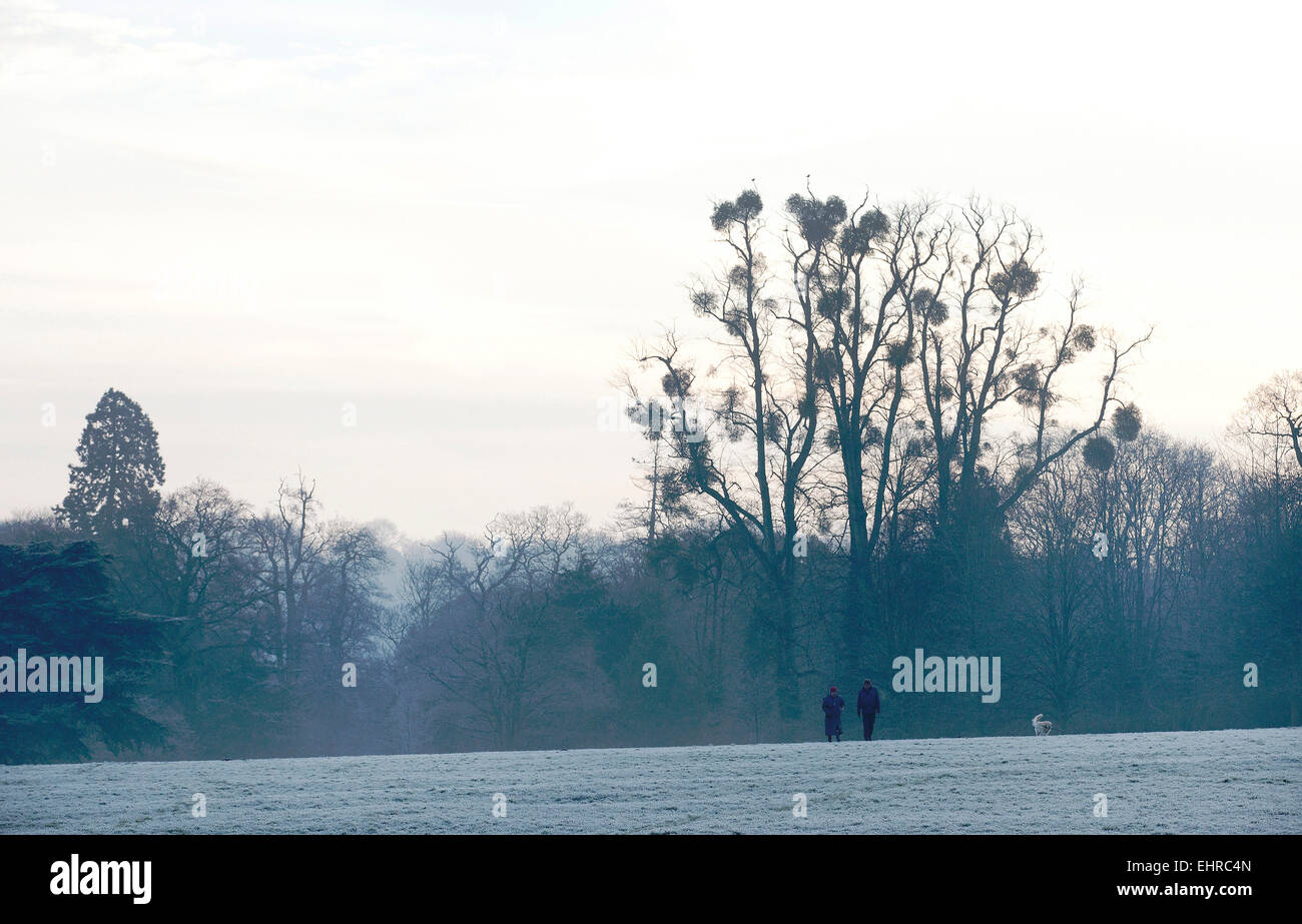 A couple walking dogs in a park on a frosty winter morning. Stock Photo