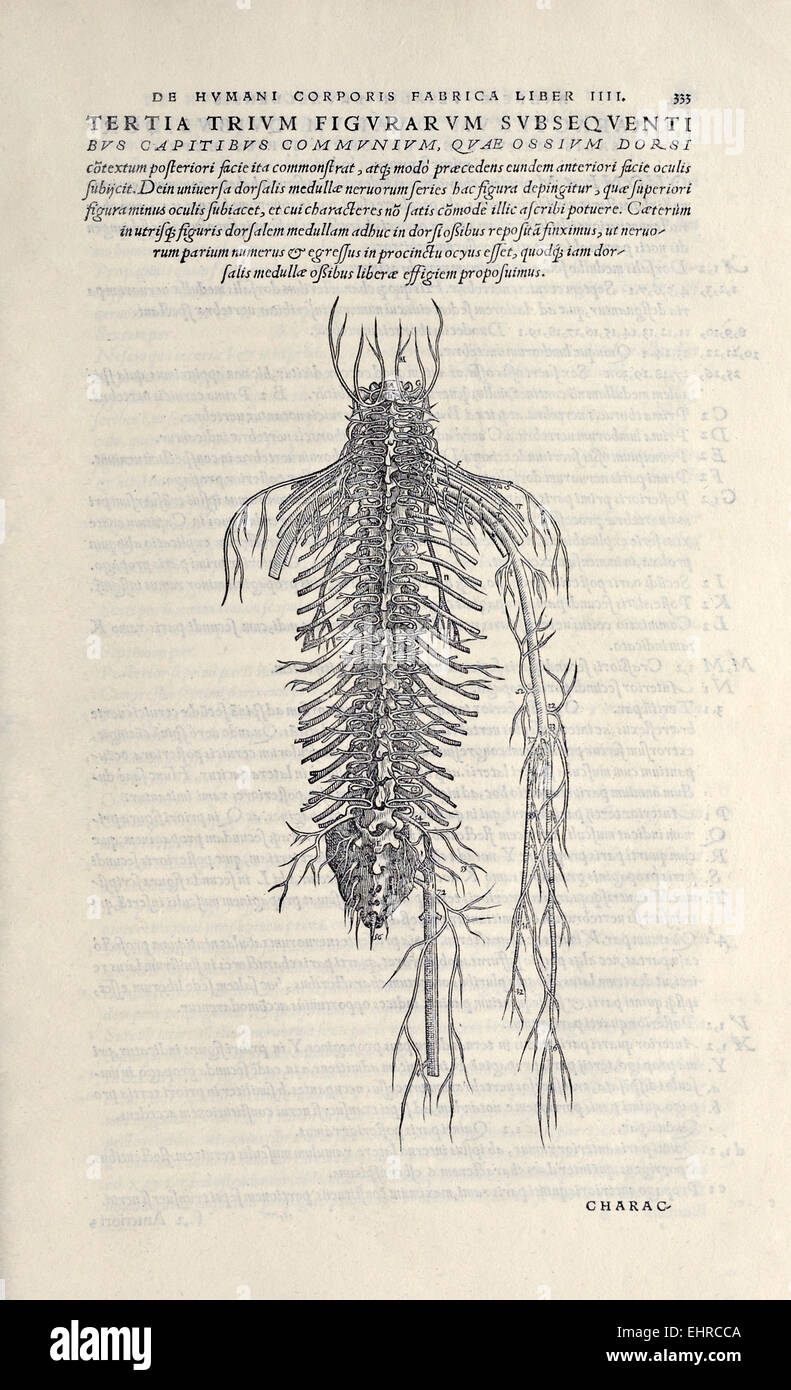 Half figure showing the nerves from the back, from 'De humani corporis fabrica libri septem' by Andreas Vesalius (1514-1564) published in 1543. See description for more infor Stock Photo